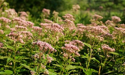 Joe-Pye Weed-gallery-6