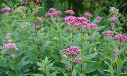Joe-Pye Weed-gallery-7