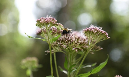 Joe-Pye Weed-gallery-8