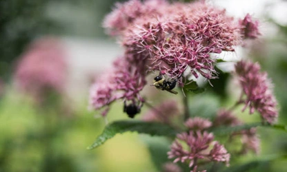 Joe-Pye Weed-gallery-9