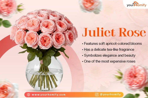 Juliet Rose Features