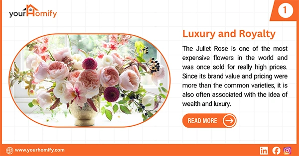 Juliet rose