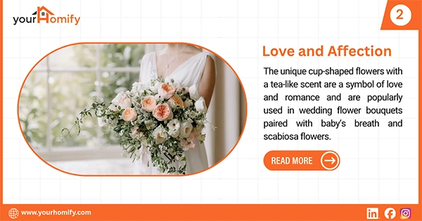 Juliet roses in the bridal bouquet