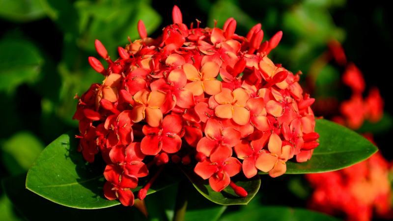 Jungle Flame(ixora)-featured-image