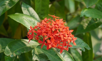 Jungle Flame(ixora)-gallery-image-10