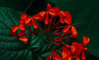 Jungle Flame(ixora)-gallery-image-11