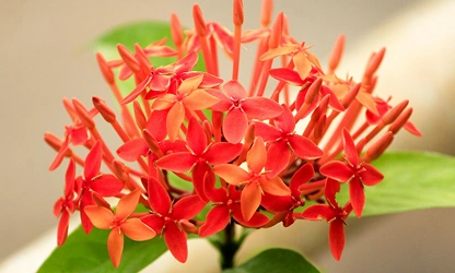 Jungle Flame(ixora)-gallery-image-12