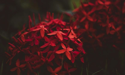 Jungle Flame(ixora)-gallery-image-13