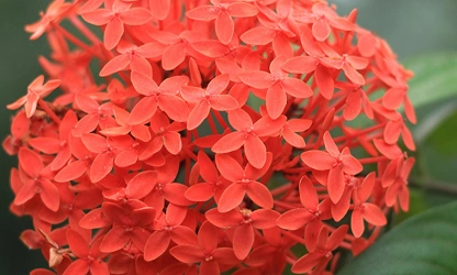 Jungle Flame(ixora)-gallery-image-14