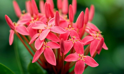 Jungle Flame(ixora)-gallery-image-15