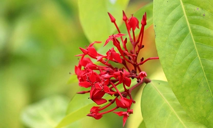 Jungle Flame(ixora)-gallery-image-16