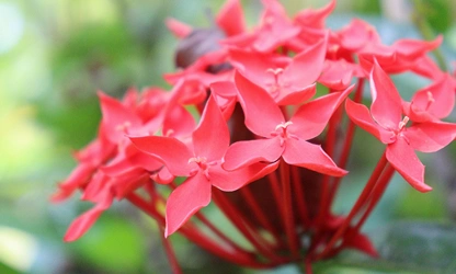 Jungle Flame(ixora)-gallery-image-17