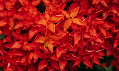 Jungle Flame(ixora)-gallery-image-2