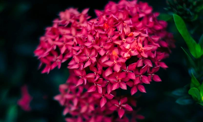 Jungle Flame(ixora)-gallery-image-3