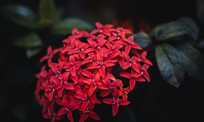 Jungle Flame(ixora)-gallery-image-4