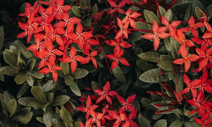 Jungle Flame(ixora)-gallery-image-5