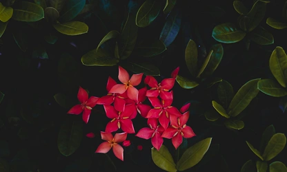 Jungle Flame(ixora)-gallery-image-6