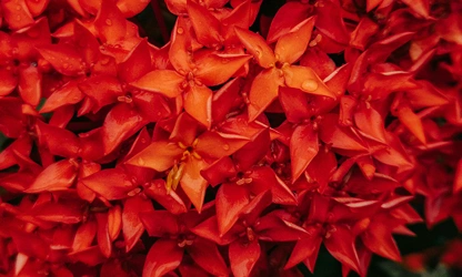 Jungle Flame(ixora)-gallery-image-7