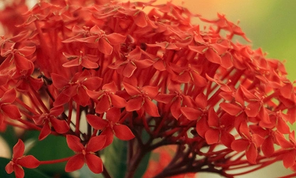 Jungle Flame(ixora)-gallery-image-8