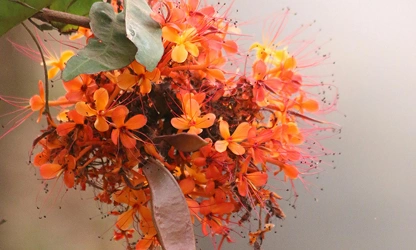 Jungle Flame(ixora)-gallery-image-9