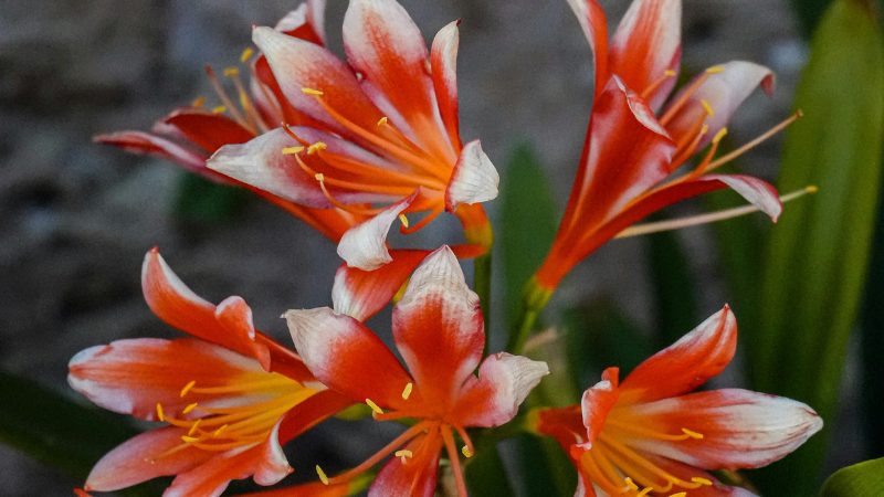 Kaffir LIly Featured image