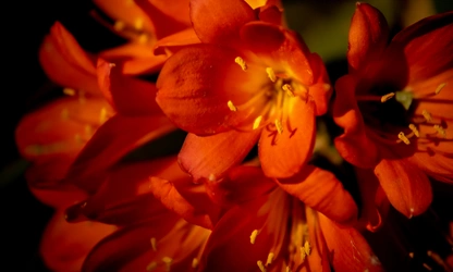 Kaffir Lily flowers-gallery-1