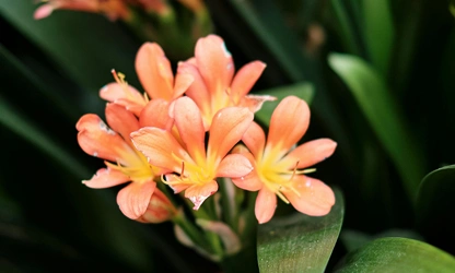Kaffir Lily flowers-gallery-10