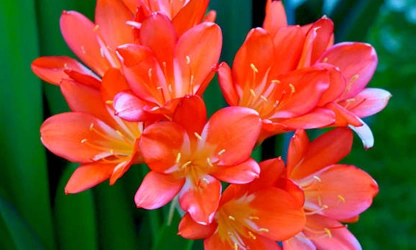 Kaffir Lily flowers-gallery-11
