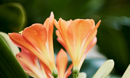Kaffir Lily flowers-gallery-12