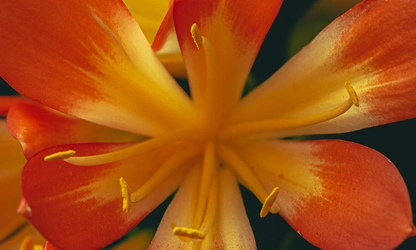 Kaffir Lily flowers-gallery-13