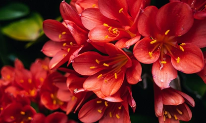 Kaffir Lily flowers-gallery-2