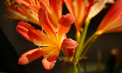 Kaffir Lily flowers-gallery-3