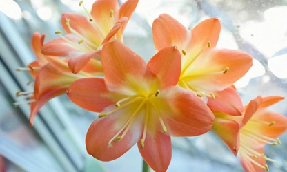 Kaffir Lily flowers-gallery-4