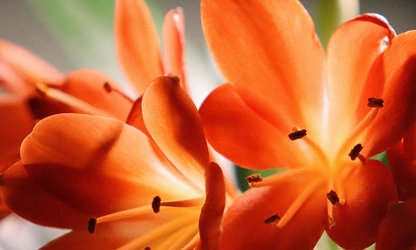 Kaffir Lily flowers-gallery-5