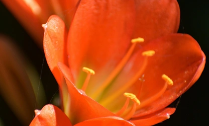 Kaffir Lily flowers-gallery-6