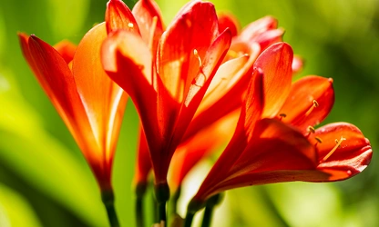 Kaffir Lily flowers-gallery-7