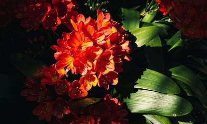Kaffir Lily flowers-gallery-8