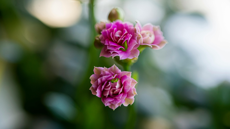 Kalanchoe Featured image