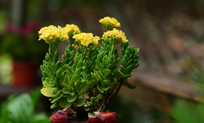 Kalanchoe flowers-gallery-1