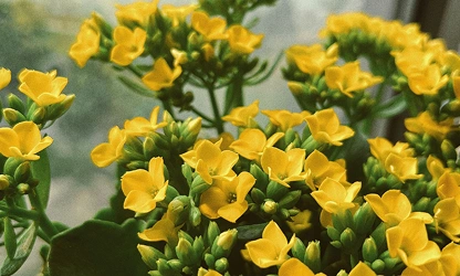 Kalanchoe flowers-gallery-10