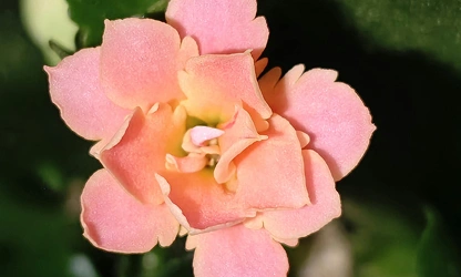 Kalanchoe flowers-gallery-11