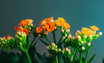 Kalanchoe flowers-gallery-12