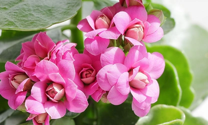 Kalanchoe flowers-gallery-13