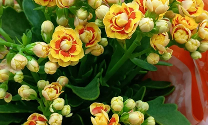 Kalanchoe flowers-gallery-2