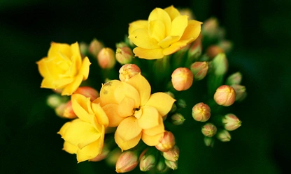 Kalanchoe flowers-gallery-3