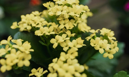Kalanchoe flowers-gallery-4