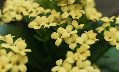 Kalanchoe flowers-gallery-5