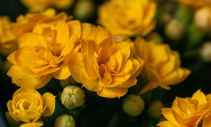 Kalanchoe flowers-gallery-6