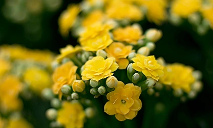Kalanchoe flowers-gallery-7