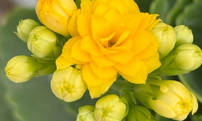 Kalanchoe flowers-gallery-8